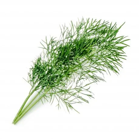 Lingot s BIO semeny kopru pro chytré květináče 