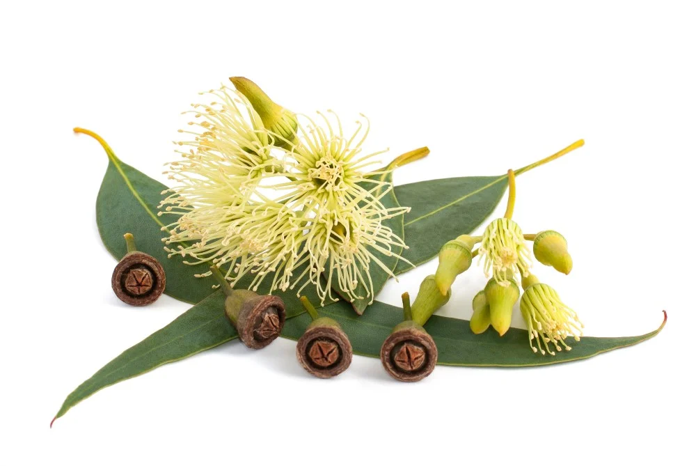 kvety_eucalypt