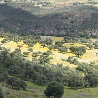 dehesa_VerdeMiel